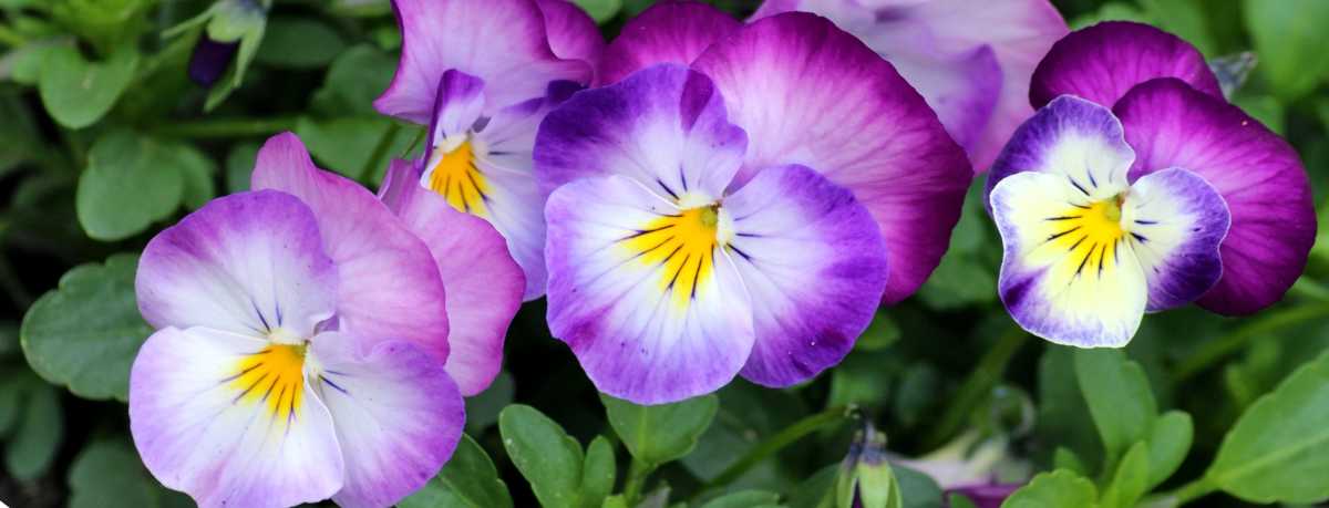 Pansy information