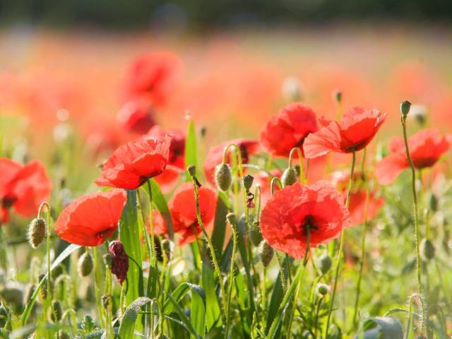 Papaver poppy - sowing, planting and advice on caring for it