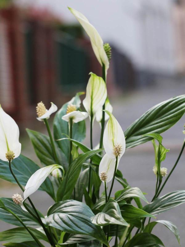 Peace lily (Spathiphyllum): Growing and Care