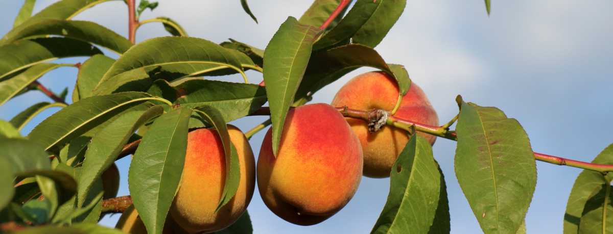 Peach tree information