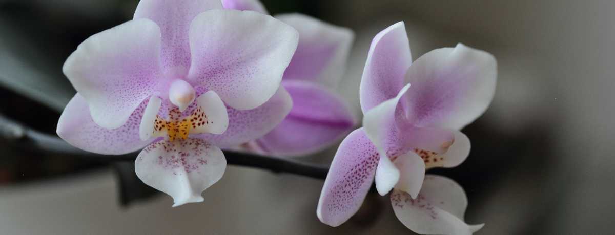 Phalaenopsis information