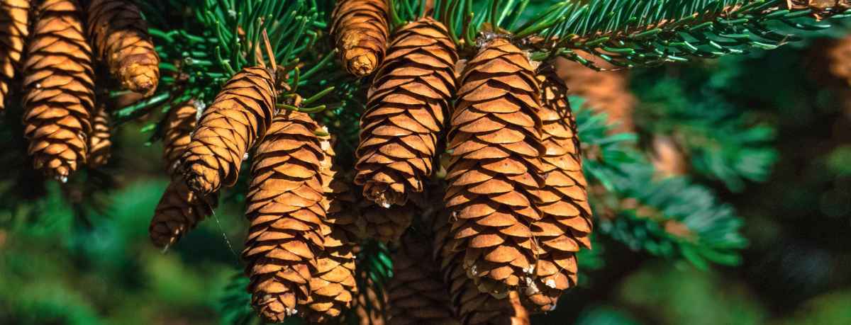 Pine information
