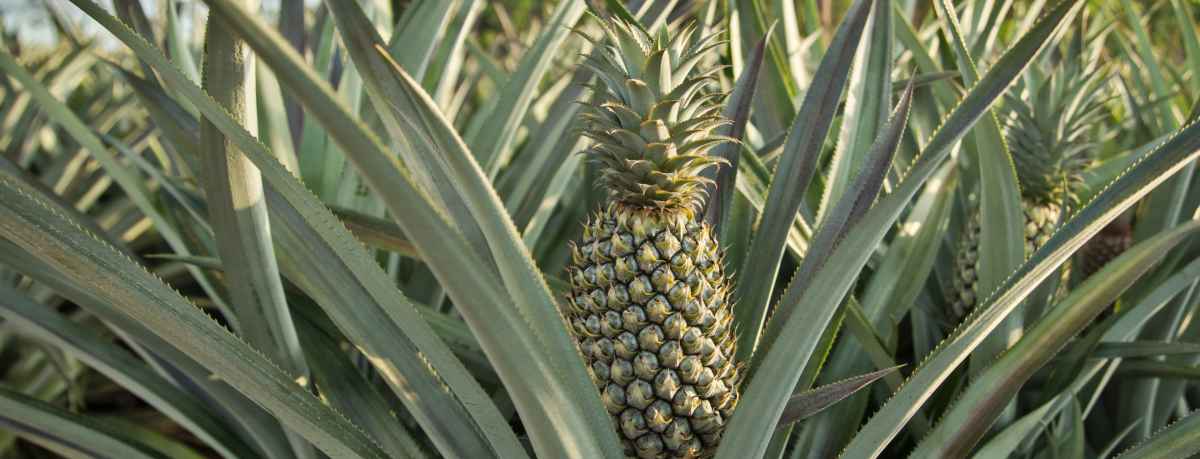 Pineapple information