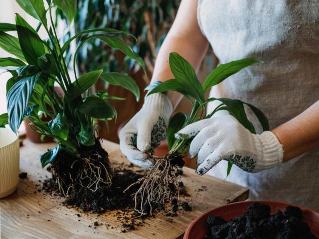 Peace lily (Spathiphyllum): Growing and Care