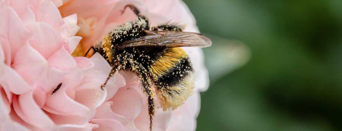 Pollinator information