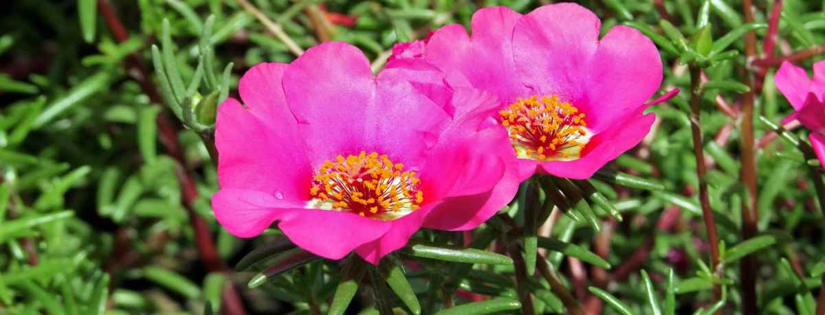 Portulaca information