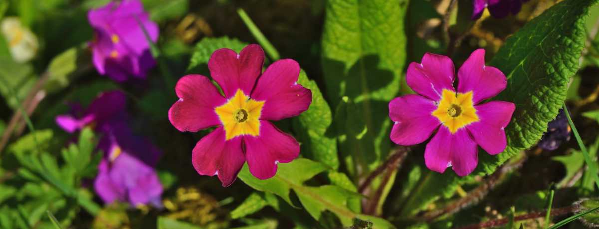 Primulaceae information