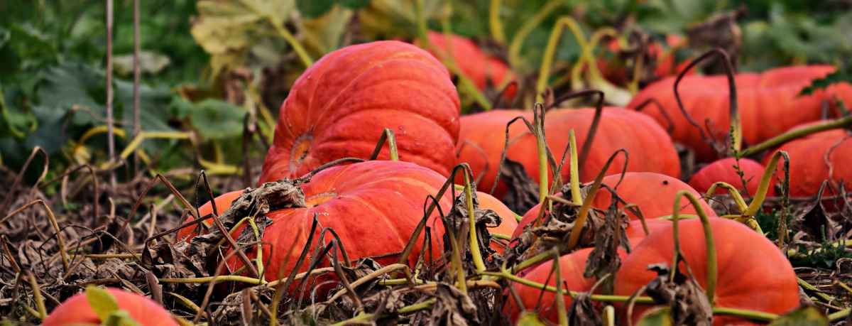 Pumpkin information