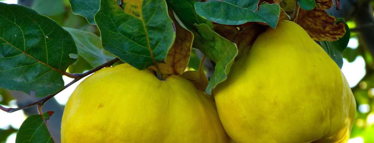 Quince information