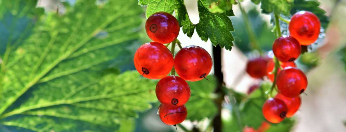 Red berry shrub information