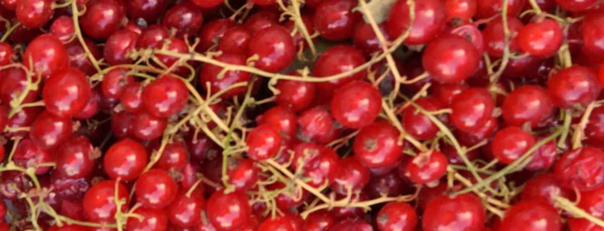 Red currant information