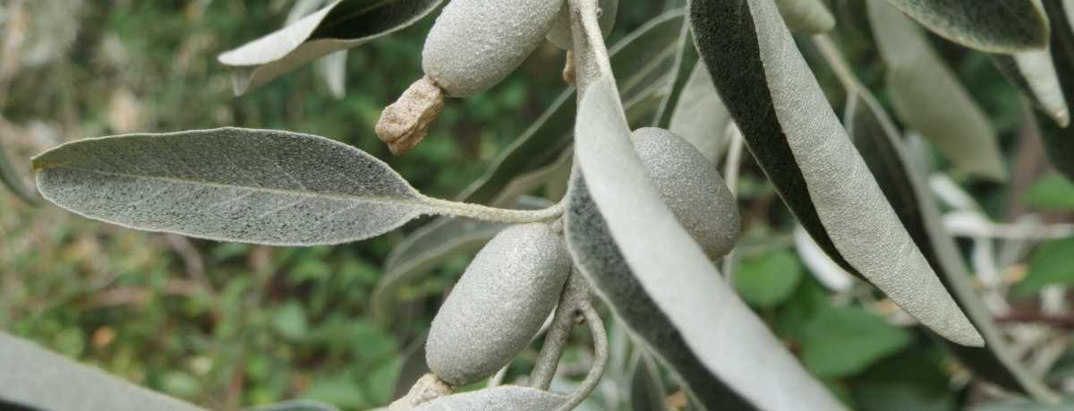 Russian olive information