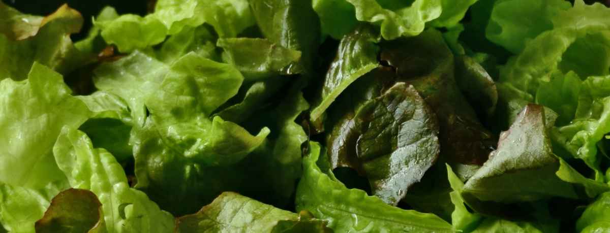 Salad greens information
