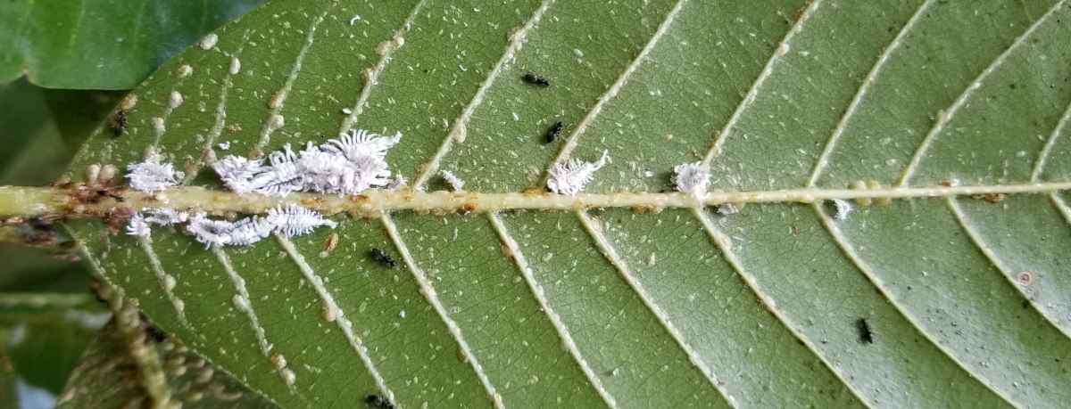 Scale insect information