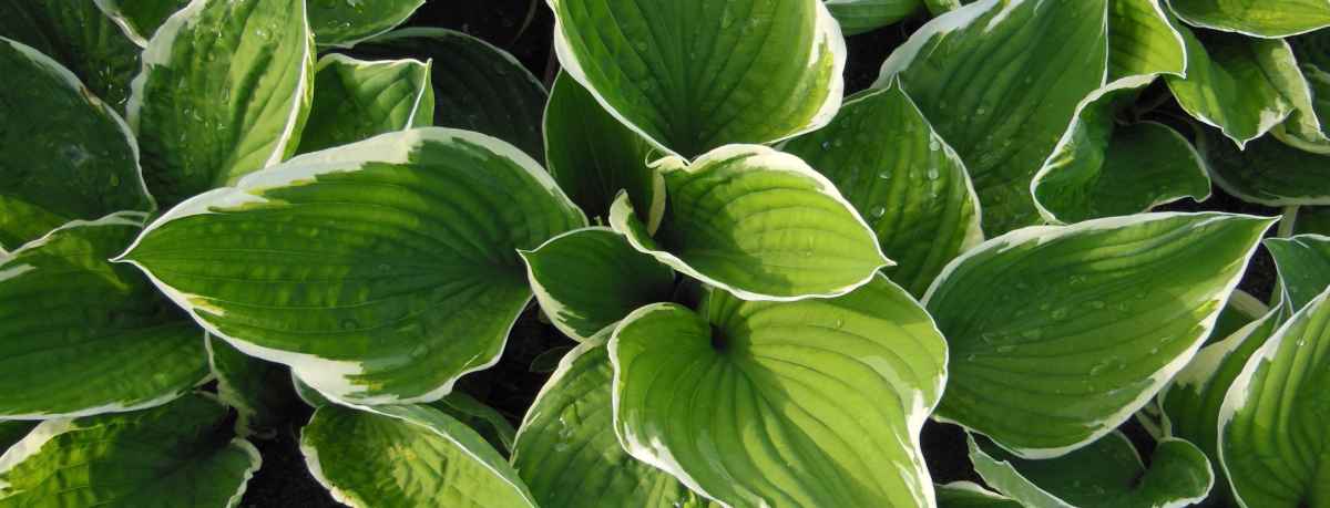 Shade plant information
