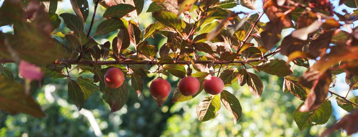 Small fruit tree information