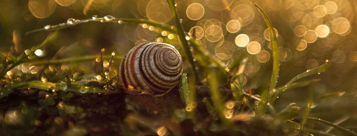 Snail information