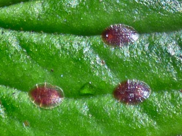 Controlling Scale Insects and Mealybugs