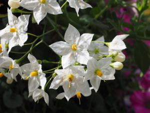 Solanum jasminoides - Growing and Care