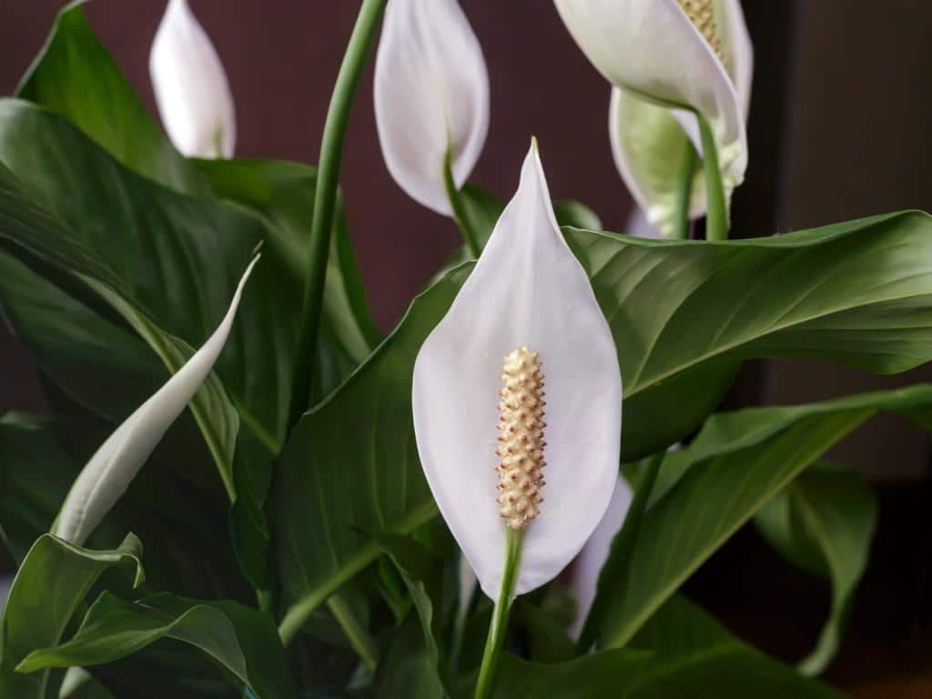 Peace lily (Spathiphyllum): Growing and Care