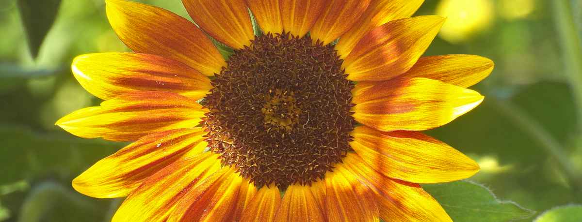 Sunflower information