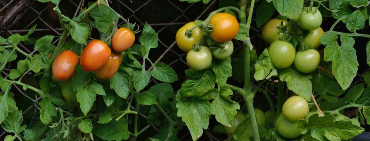 Tomato information