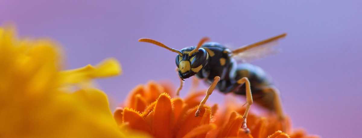 Wasp information