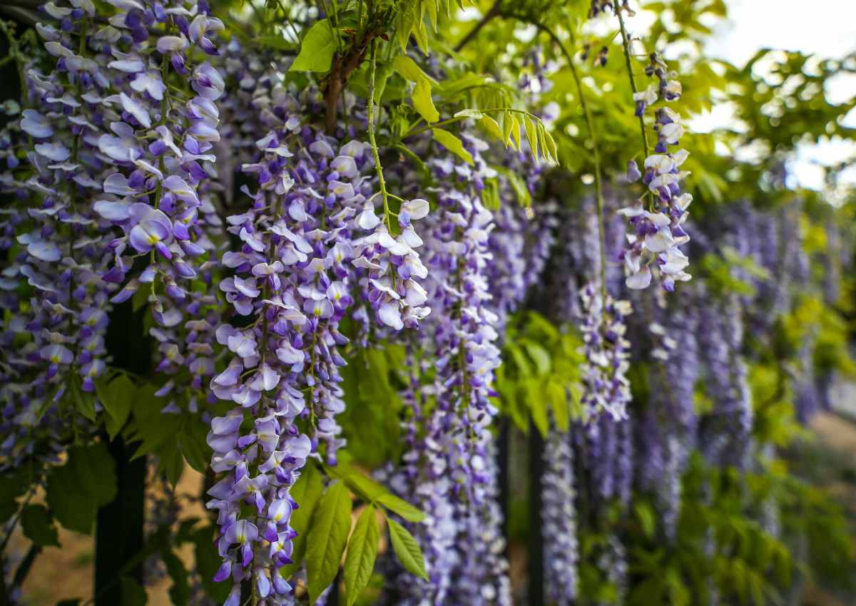 Wisteria - growing, pruning and caring for wisteria vines