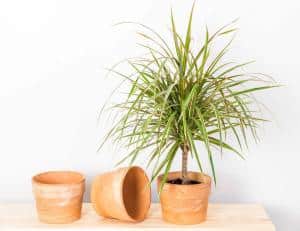 Dracaena Marginata - Dragon Tree: Indoor Plant Care & Growing