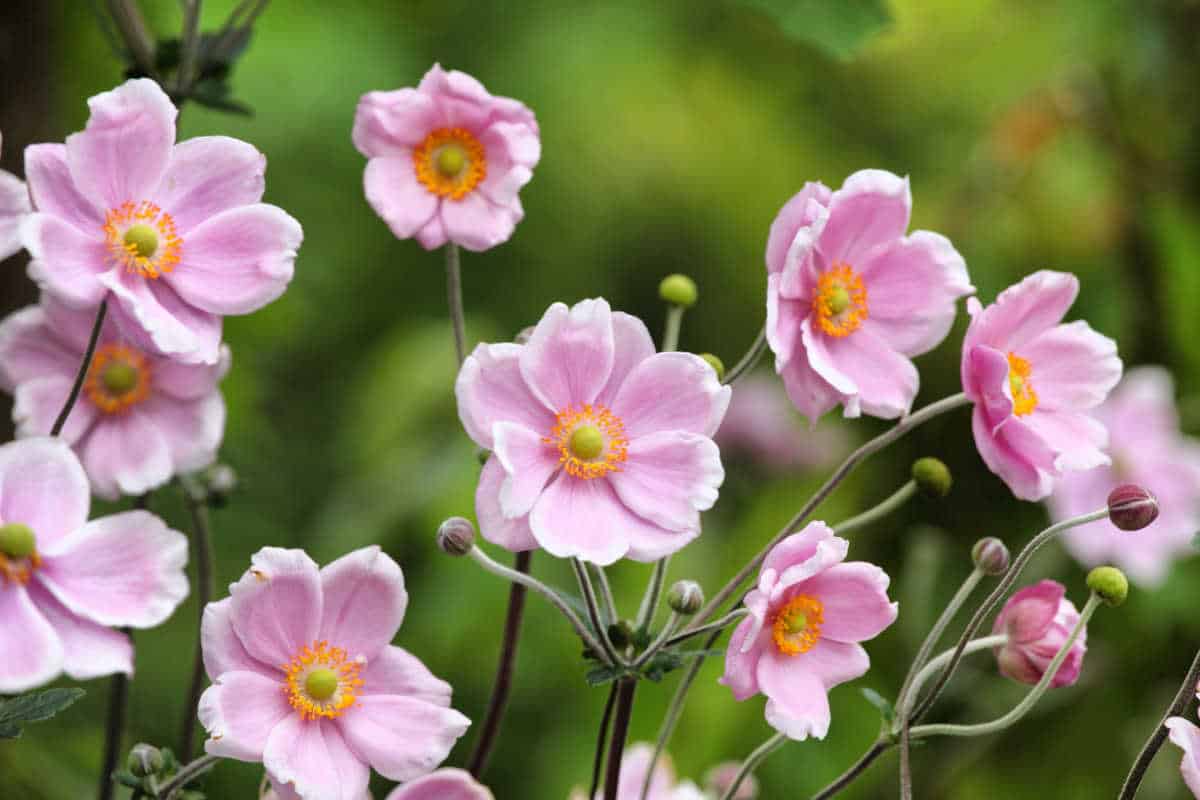 Japanese anemone - care and maintenance for this wonderful fall flower