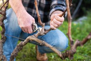 Pruning grapevine, tips and guidance