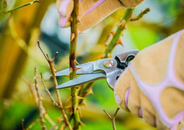 Rose tree pruning - when and how to prune roses