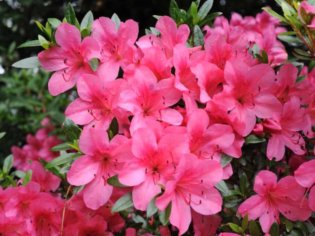 Azalea japonica - planting, pruning, soil, care and tips on bonsai-making