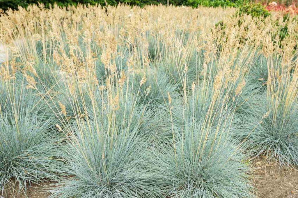 Blue fescue - care, pruning for Festuca glauca, best mulch