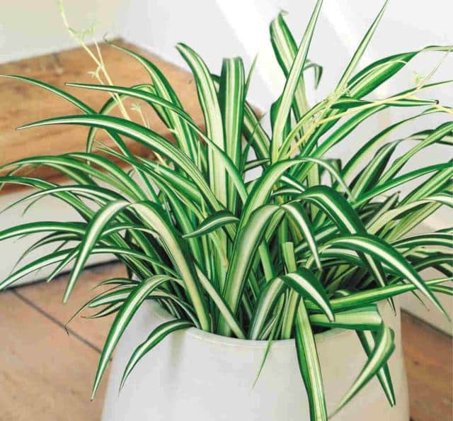 Chlorophytum - growing and caring for it