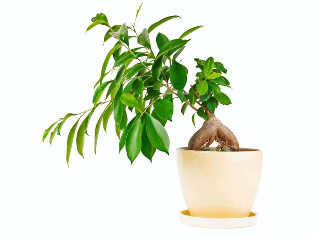 Ficus ginseng - Growing and Care