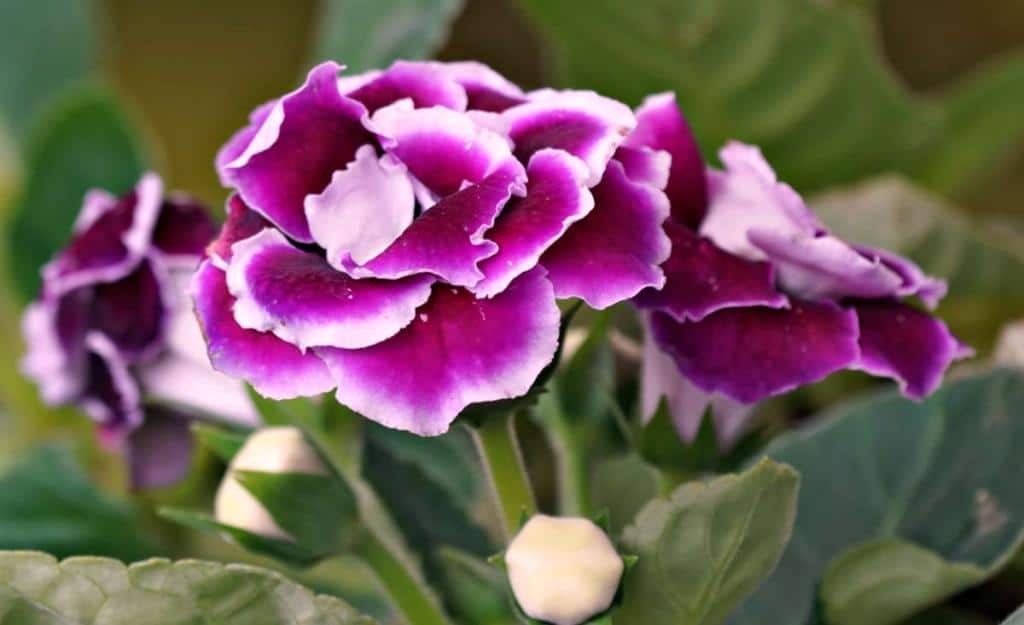 Gloxinia - planting, care, watering, fertilizing & diseases