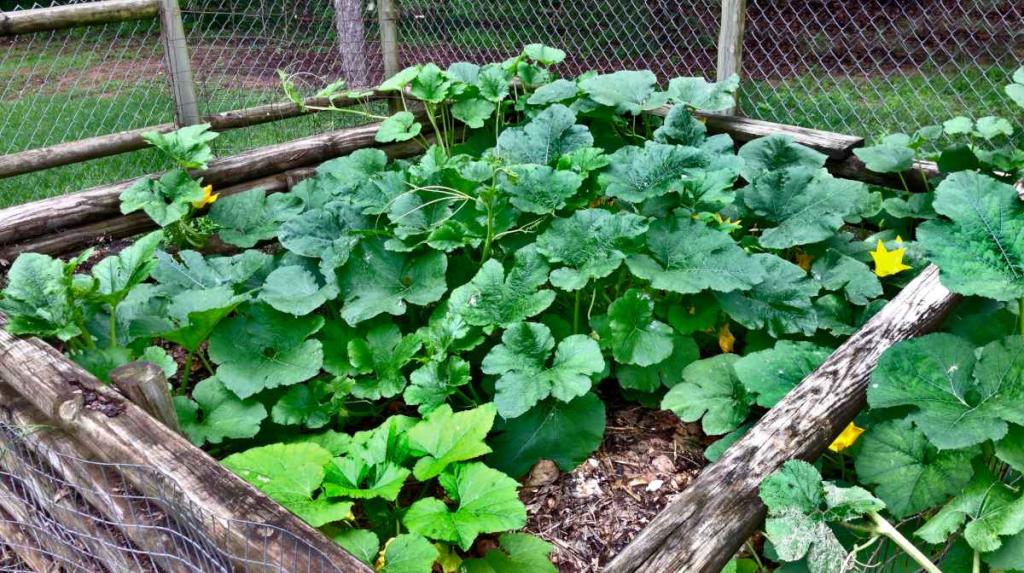 Spaghetti squash - Planting, Growing and Harvest