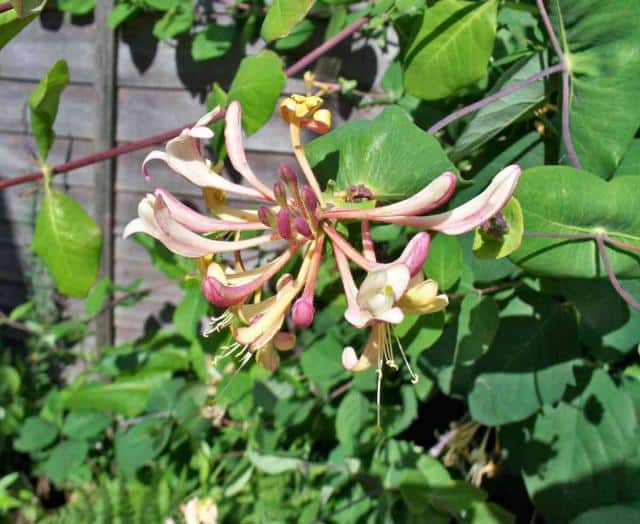 Honeysuckle - planting, pruning and advice on caring for it