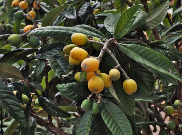 Medlar - planting, pruning, harvesting Mespilus germanicus