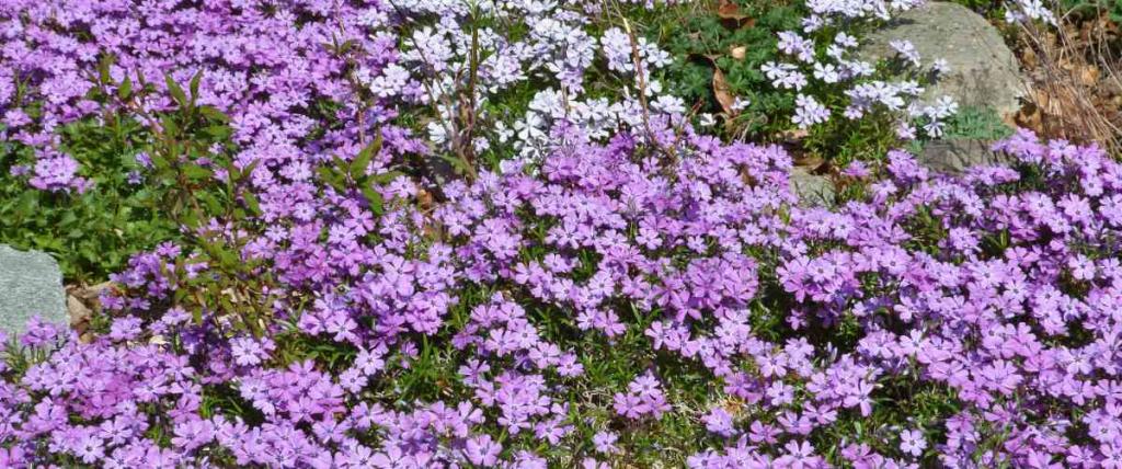 Phlox - care in spring, summer and winter for this perennial or annual ...