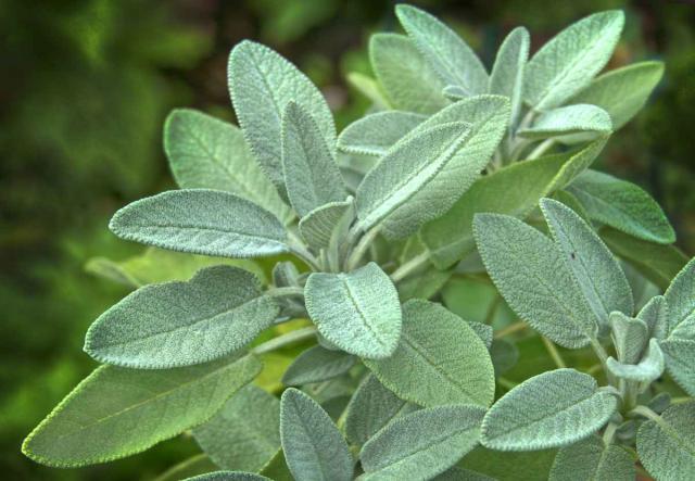 Sage - growing, care and harvest