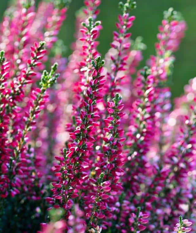 Heather, short and beautiful - care, pruning, types, fertilizer