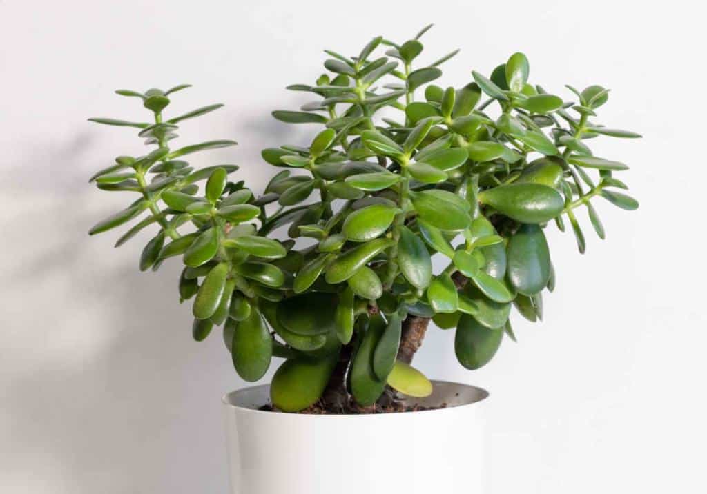 Crassula - Growing, Watering and Care