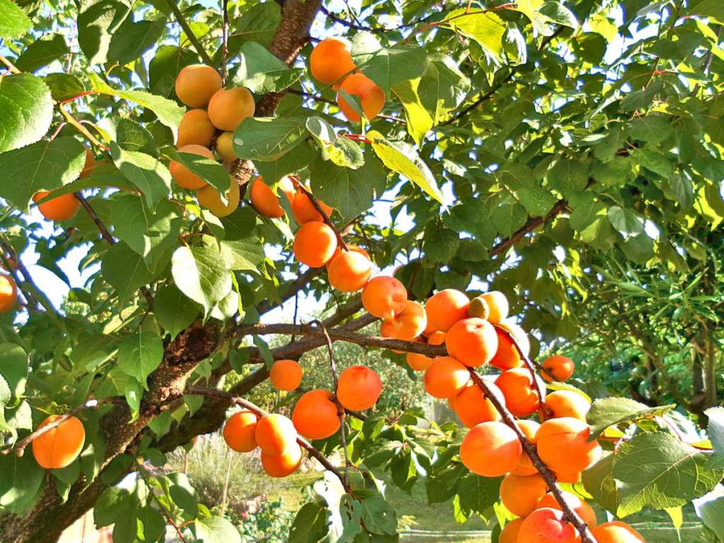 Apricot tree - growing and care to harvest juicy apricots