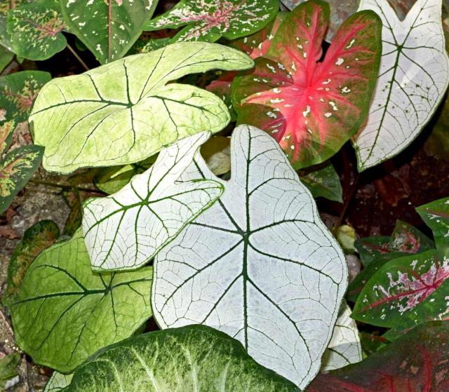 Caladium - growing and advice on caring for colorful elephant ear