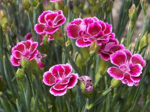 Clove-pink carnation - sowing and advice on caring for it