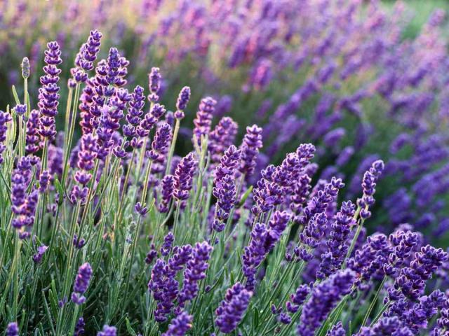 English lavender – Growing and Care