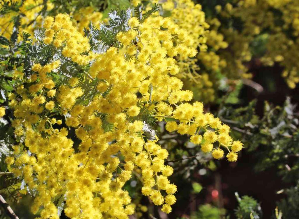 Mimosa tree varieties, the most beautiful acacia species