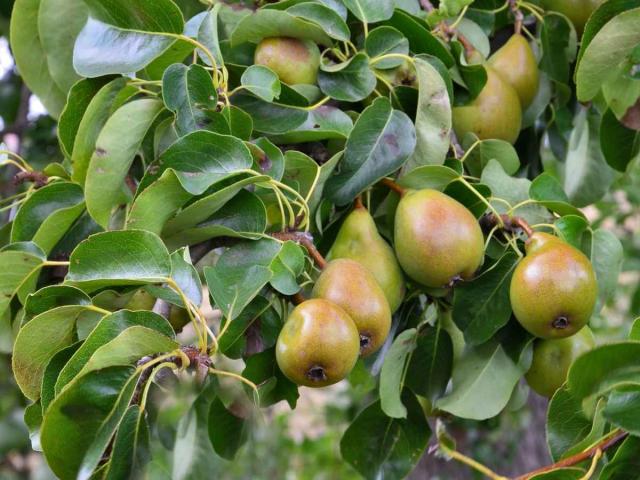 Pear tree - Growing, Pruning, and Care